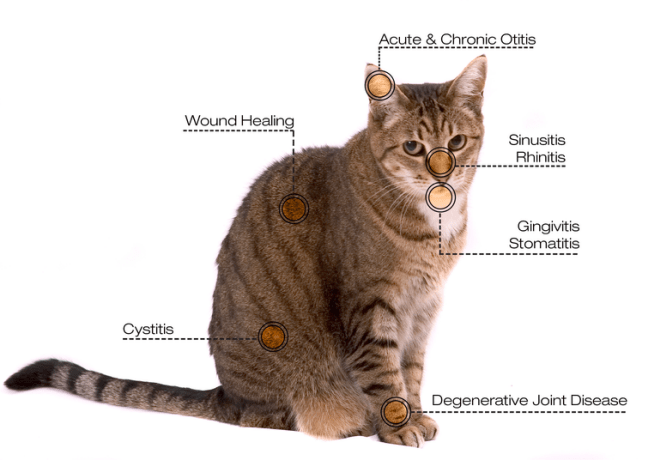 Veterinary Cat Capabilities